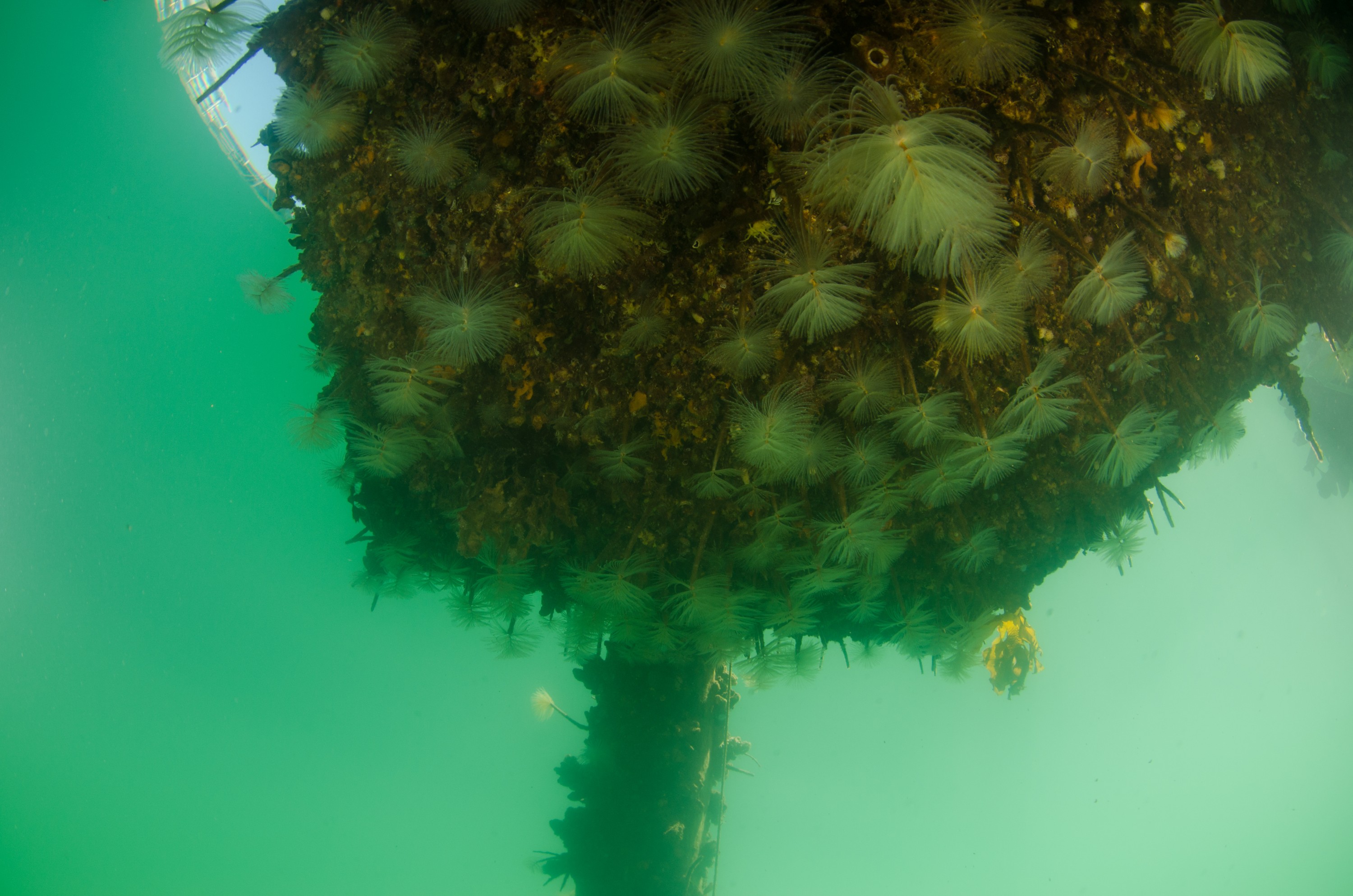 DSC_2982 – Mediterranean, fanworm, Sabella, spallanzanii, marine, pest, Auckland, underwater, crispin, nz, new, zealand, new zealand, fan, worm, marine, pest, invasive, Biosecurity